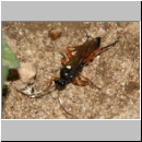Ctenichneumon inspector - Schlupfwespe w107a 10mm-fdet02b-Joel Valemberg.jpg